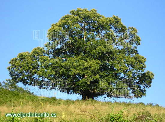 Castaño, castaño común, español, europeo - Castanea sativa