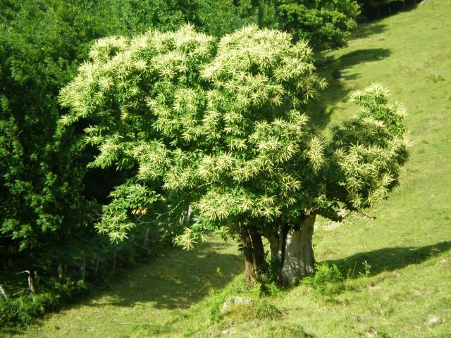 Castaño en flor.