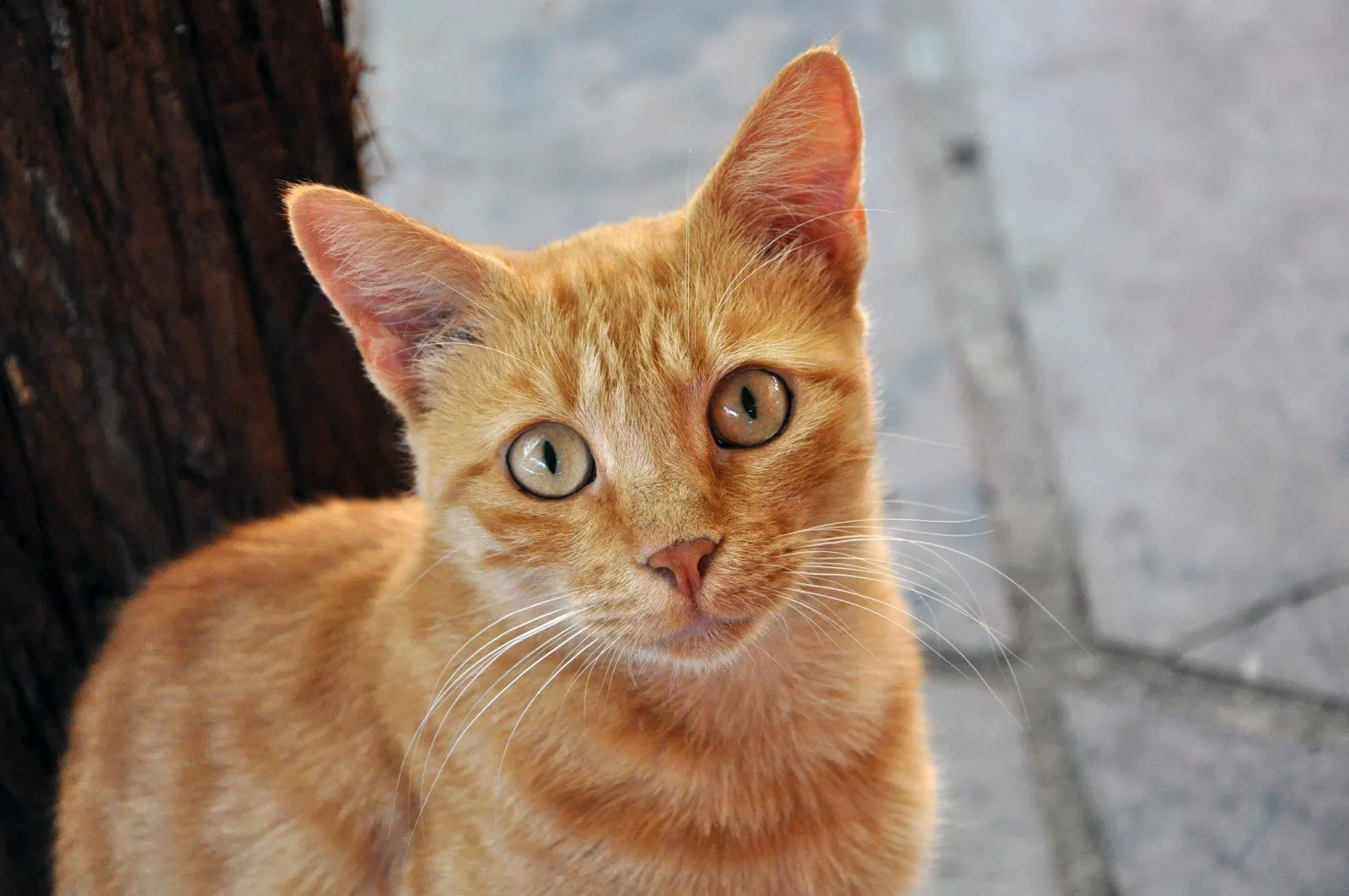 Castigos para gatos. MundoGatos.