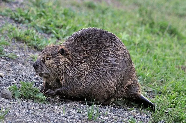 Castor - Naica