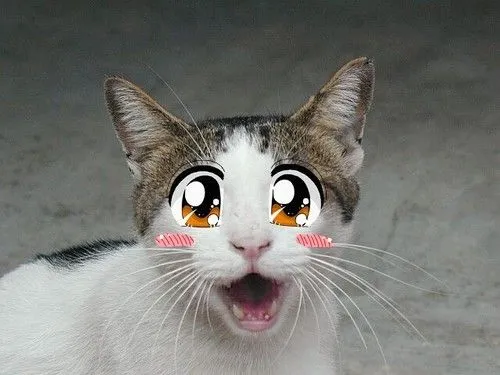 cat anime | Tumblr