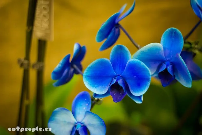 Cat People » Orquídeas y Bromelias