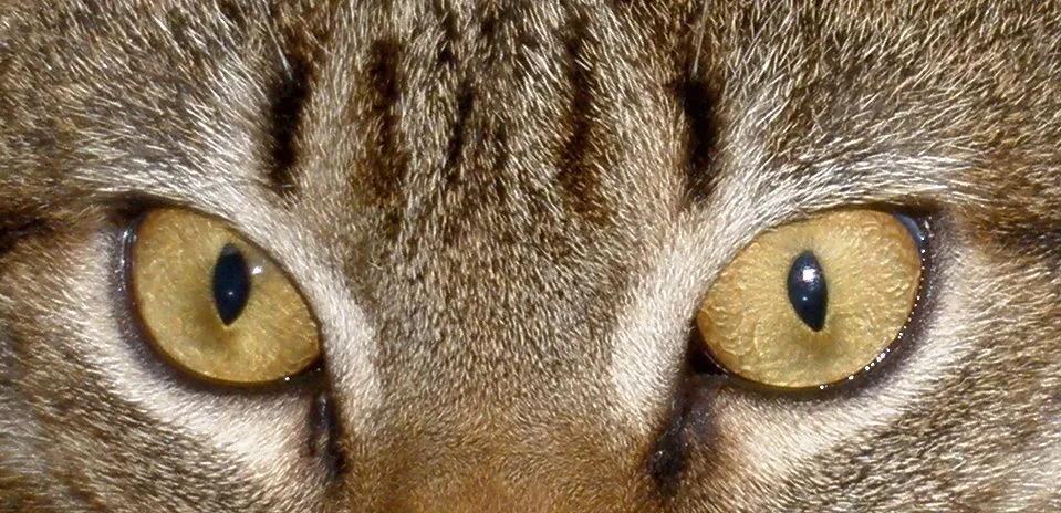 cat's eyes / Los ojos de "Peluche" | Flickr - Photo Sharing!