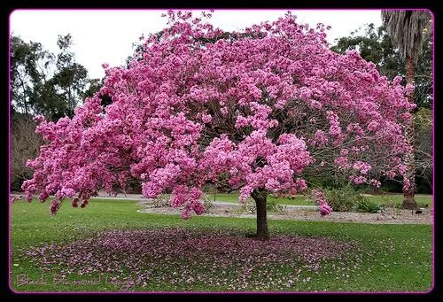 CATALINAS SUR: PLANTACIÓN ÁRBOLES POR LOS 50 AÑOS