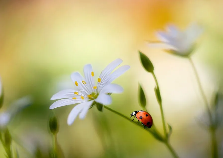 Catarina exploradora sobre las flores del campo | Banco de Imagenes