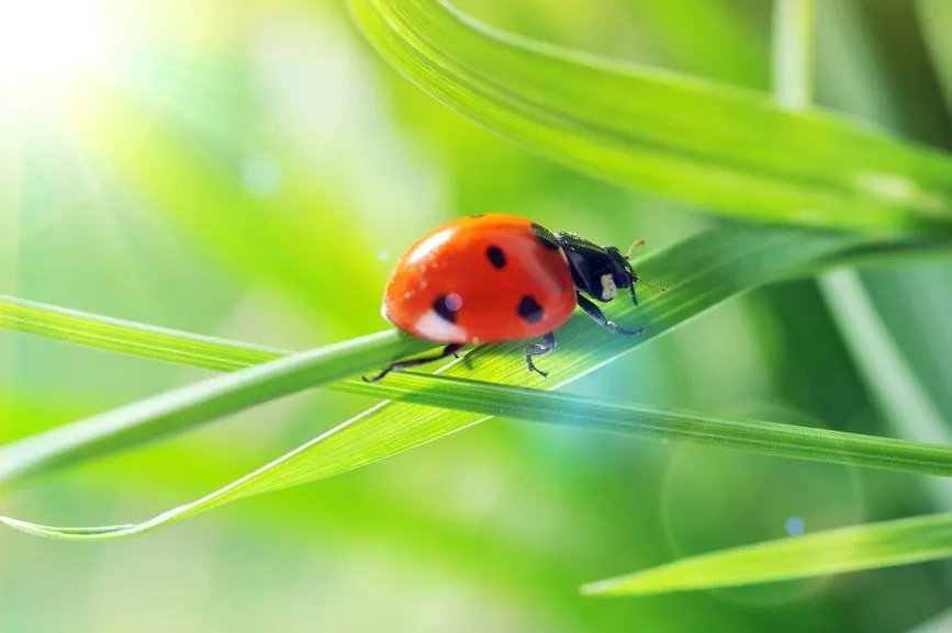 Catarina - Ladybug - Insectos | BIGXY.