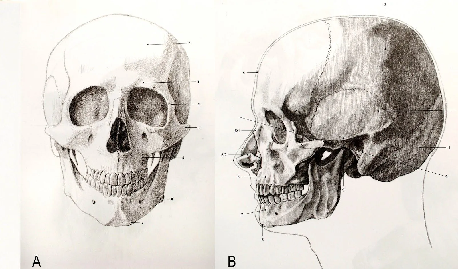 Cátedra de Anatomía: junio 2014