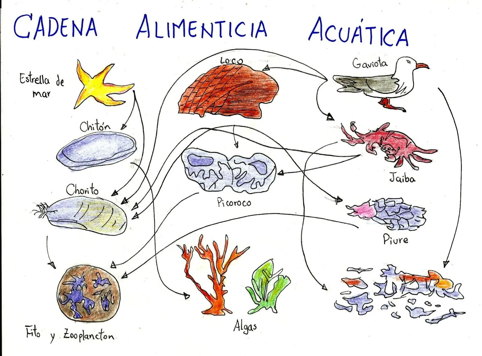 CÁTEDRA DE BIOLOGÍA: CADENAS AIMENTICIAS