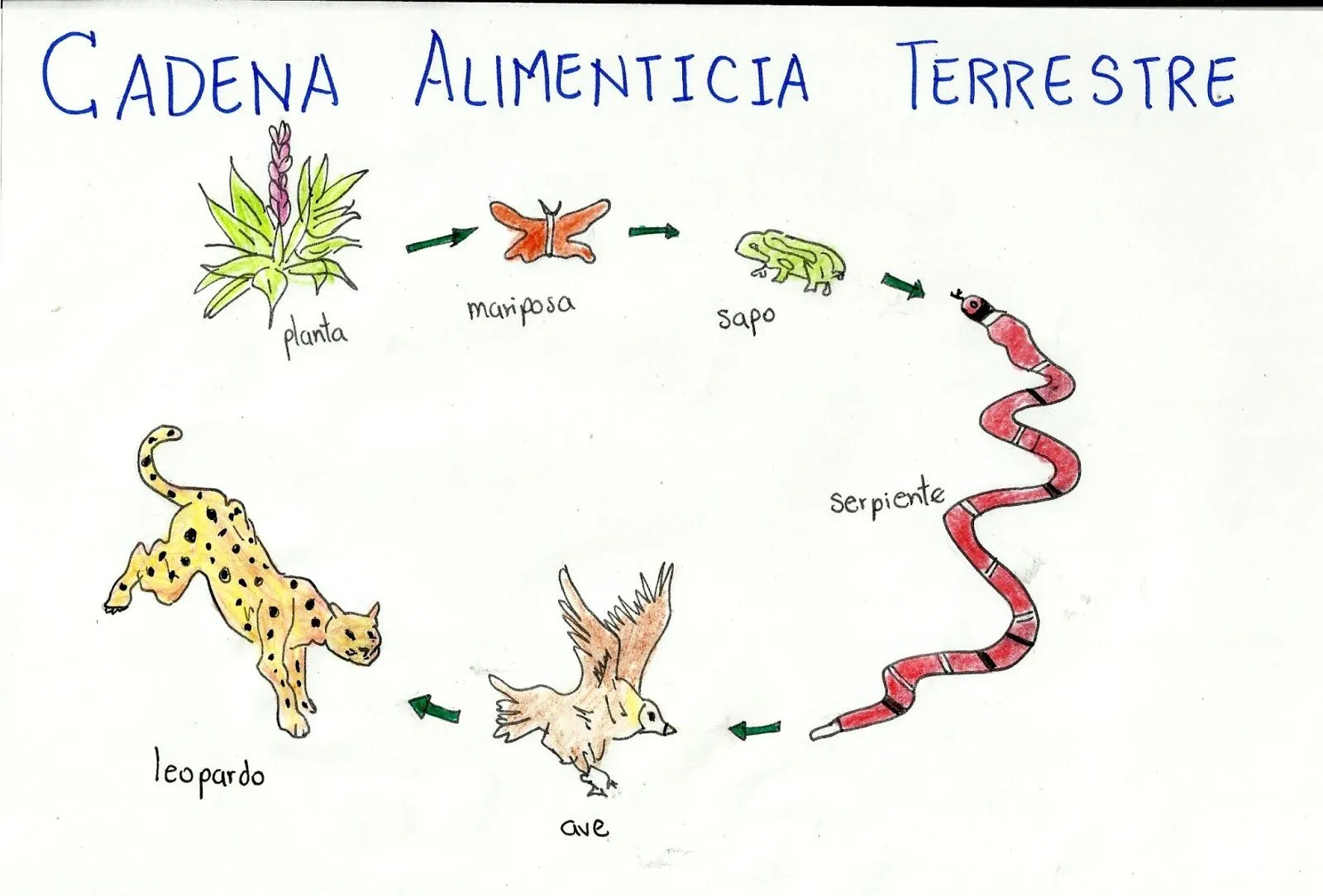 Cadena alimenticia terrestre - Imagui