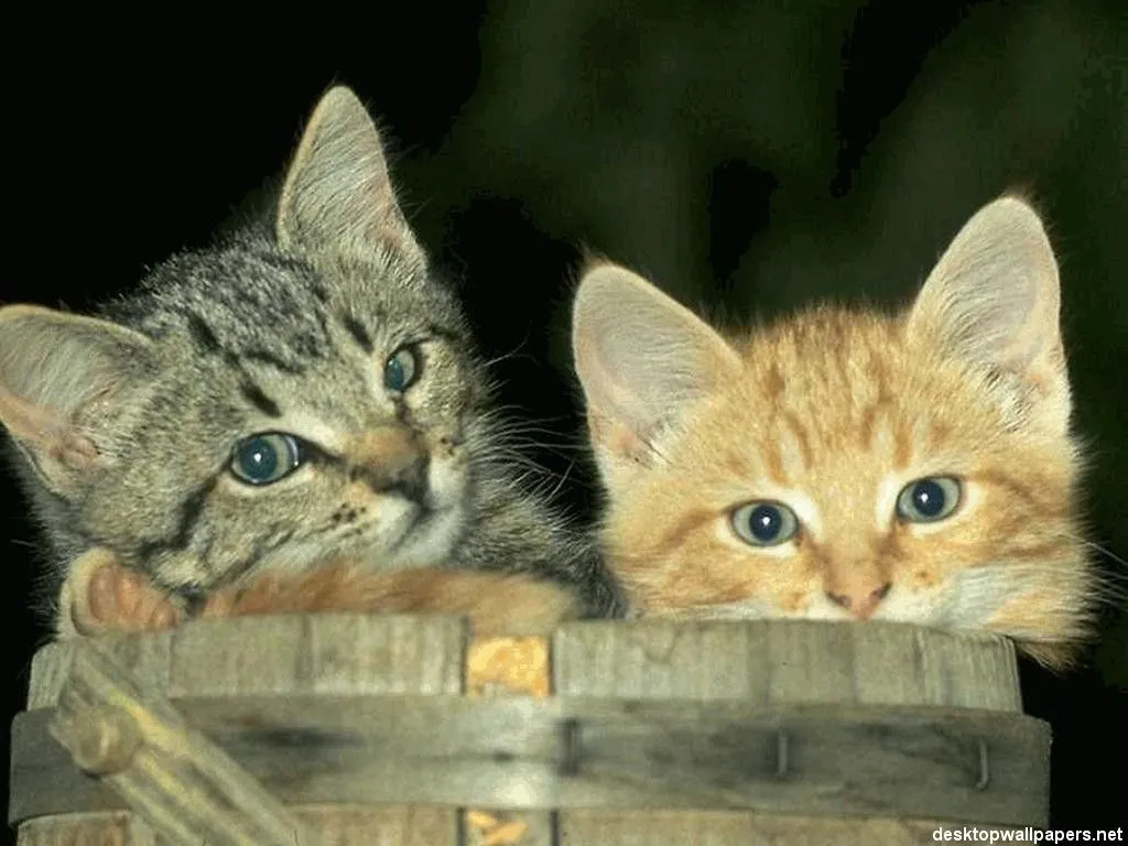 Categoría III . Gatos de pelo corto . Es el grupo más numeroso ...