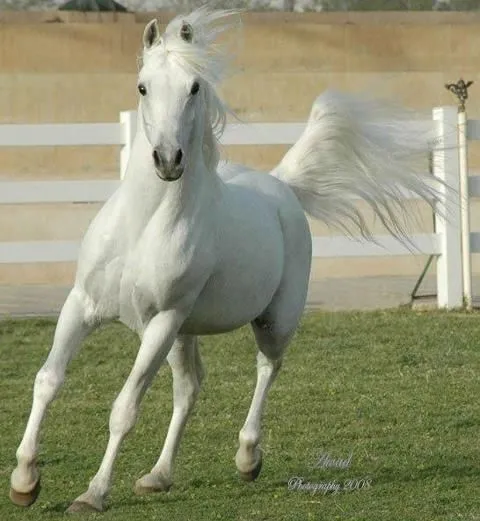 Cavalo branco | Bichinhos Lindos | Pinterest