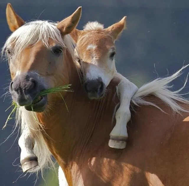 Cavalos lindos. | Bichos | Pinterest