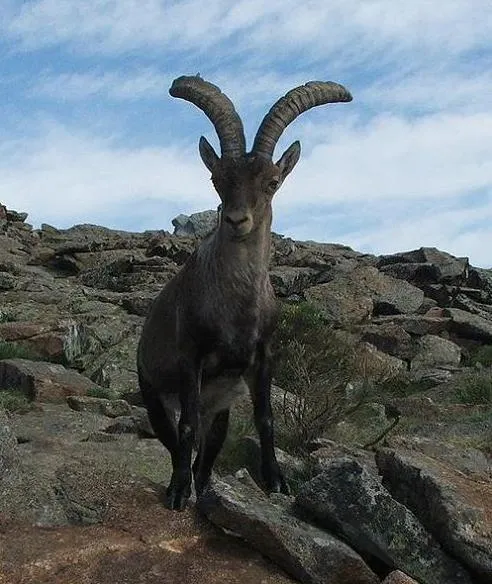 Caza mayor: La cabra montés (Capra pyrenaica) - Blog - noticias ...