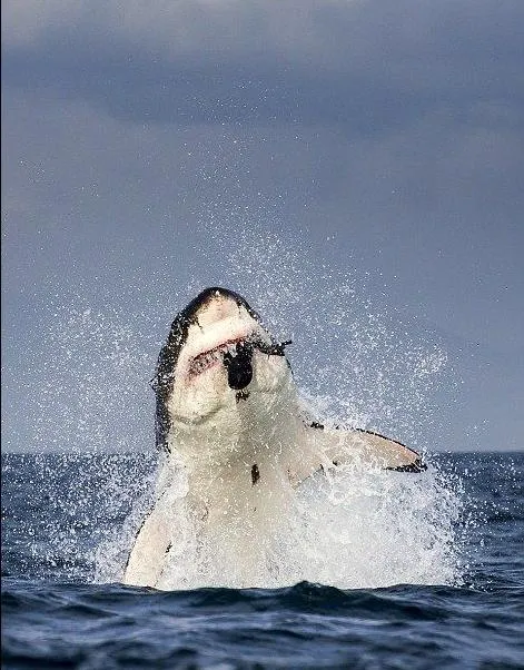 La caza de un Tiburón blanco (