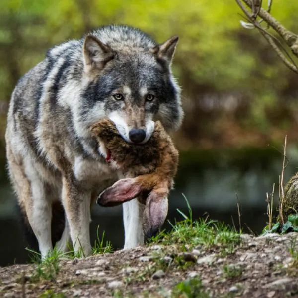 Cómo CAZAN los LOBOS? - Características y estrategias