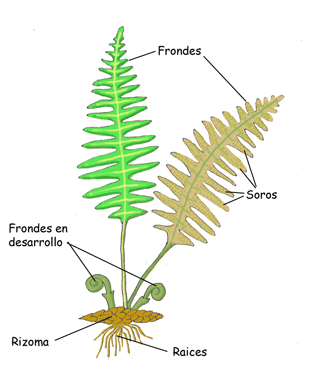 CCNN 2010: 1º ESO: REINO PLANTAS (III). LOS HELECHOS.