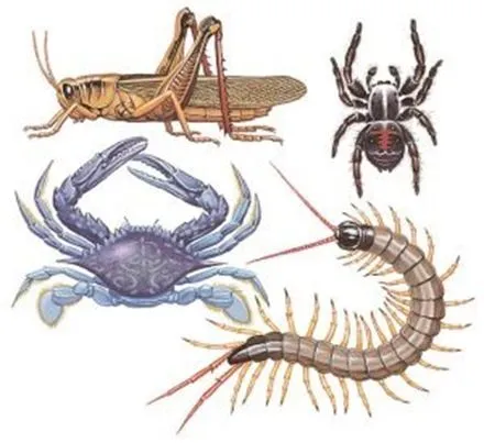 CCNN 2010: Clasificación de invertebrados