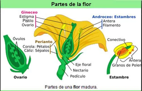 Observa ahora la siguiente imagen con las partes de la flor: