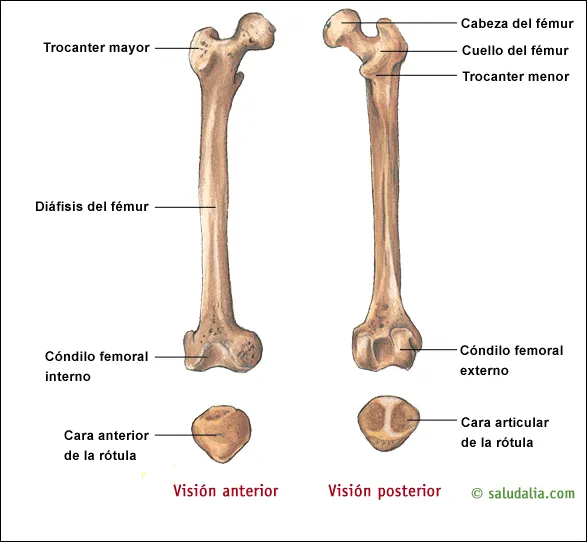 CEANFI (Centro de Estudiantes de Antropología Física-Forense): 5 ...