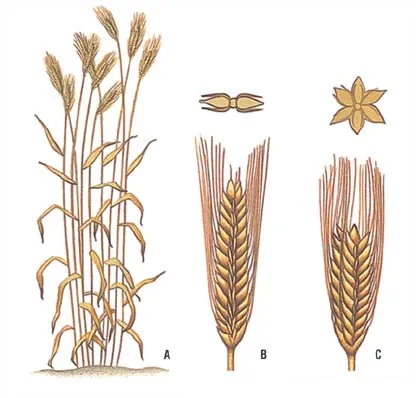 La Cebada: Morfología y Taxonomía de la Cebada