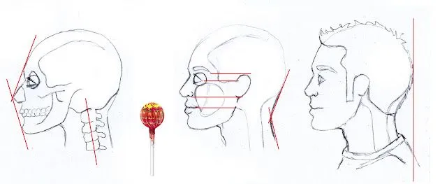 No soy una cebolla: Anatomía cara