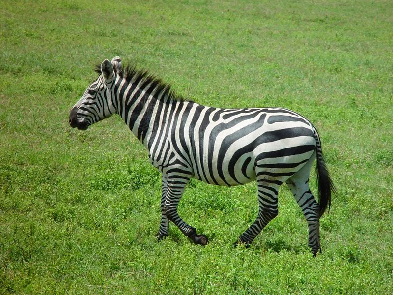 Cebra | Aprende las principales caractererísticas del Mundo Animal ...