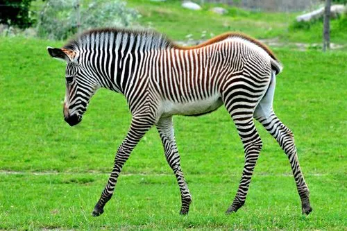 La Aldea Irreductible: Naturaleza Asombrosa - Los bebés de este 2008