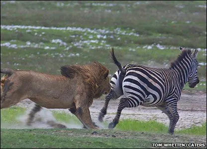 Una cebra dejó nocaut a un león - Taringa!