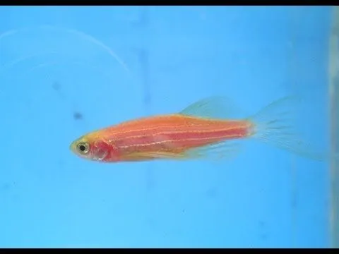 Cebra Transgenica Rosa de Velo - Acuario Aquaterra Live - Tampico ...