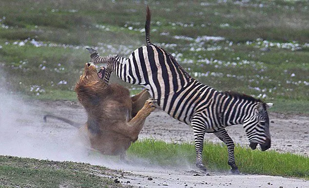 Una cebra vence a un león - Taringa!