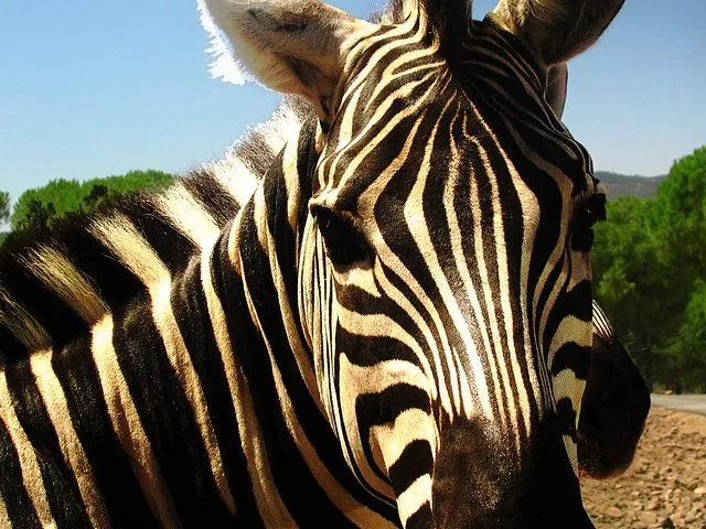 Cebra / Zebra | Flickr - Photo Sharing!