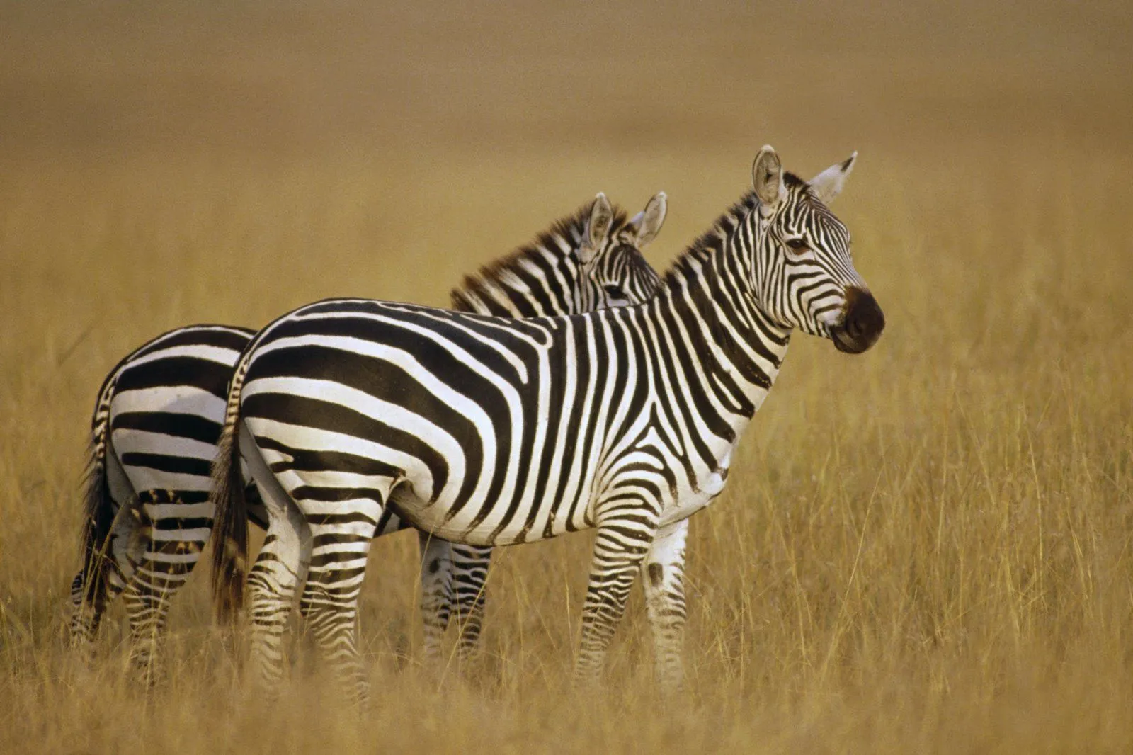 la cebra o zebra es mamifero originario de africa muy conocido por su ...