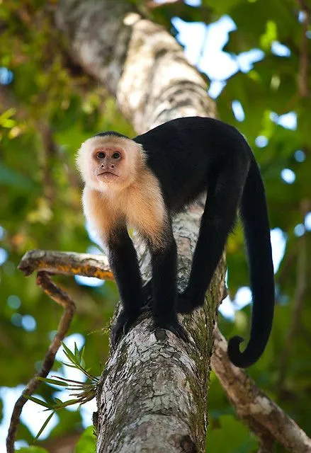 Cebus capucinus o Mono cara blanca (Manuel Antonio) | Flickr ...