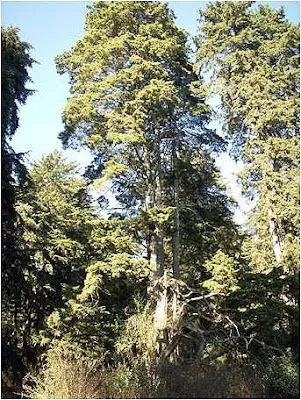 cedro blanco