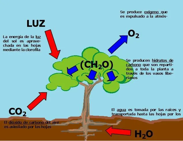 Dibujos de fotosintesis para niños - Imagui