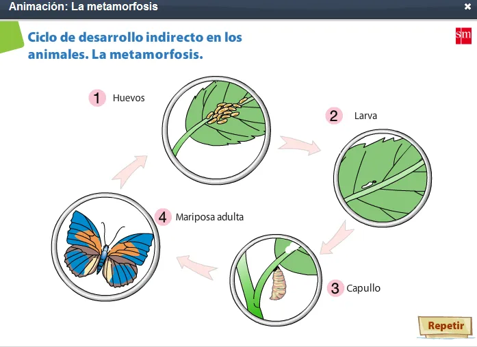 CEIP San Juan 6º Primaria: Dibujos artrópodos