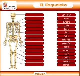 CEIP Tartessos - Recursos: El Esqueleto Humano