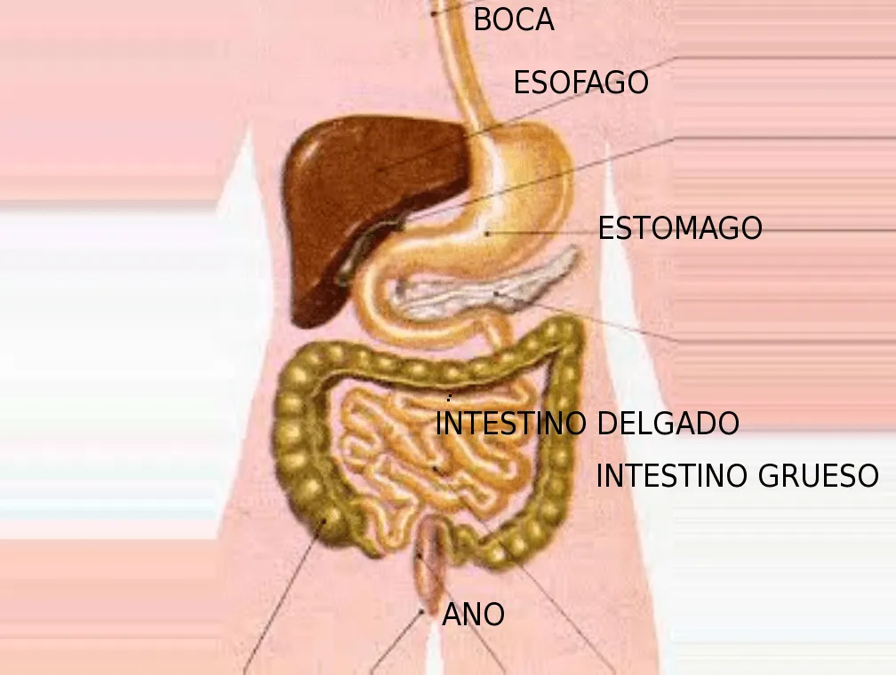 Celina Cabrera: Partes del aparato digestivo