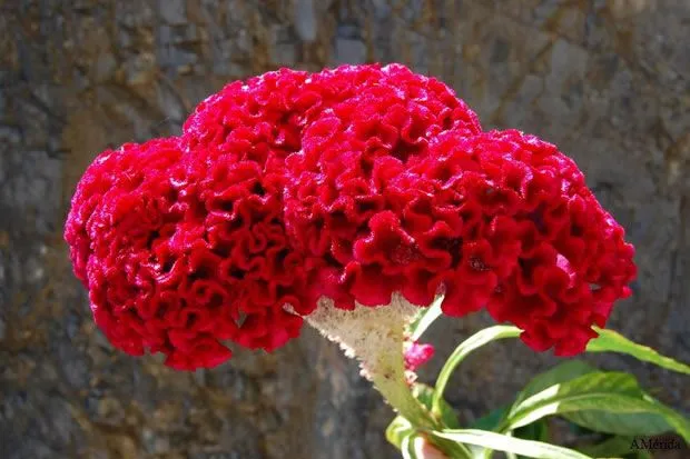 La Celosia Argentea