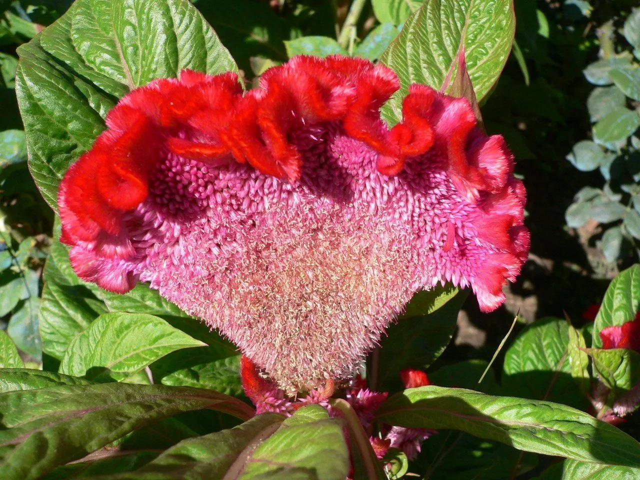 Celosia cristata (Cresta di Gallo) - a photo on Flickriver