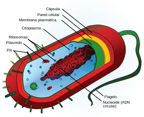 LA CELULA