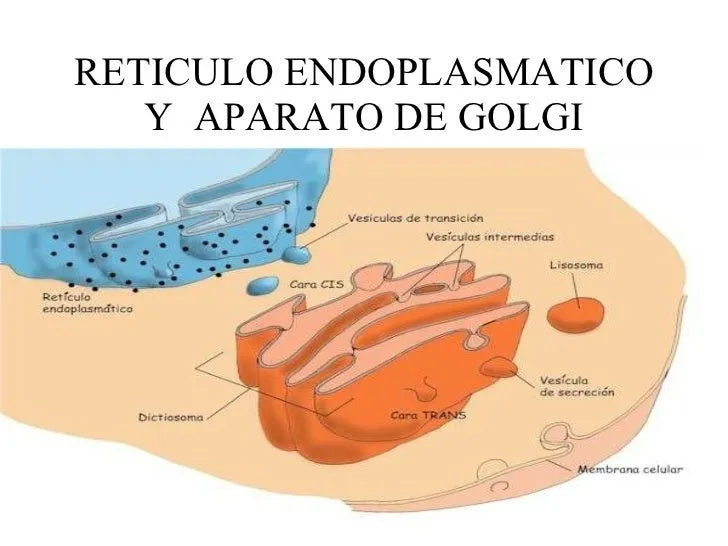 La Celula