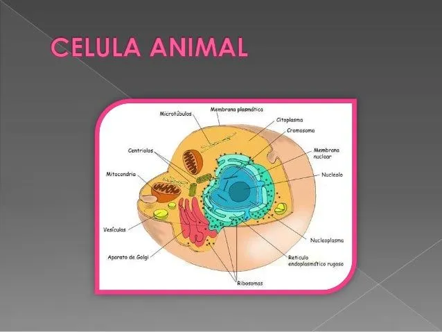 Celula animal