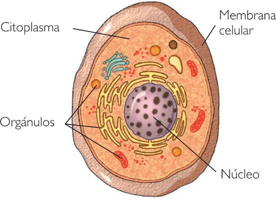 Celula animal para colorear con sus partes - Imagui