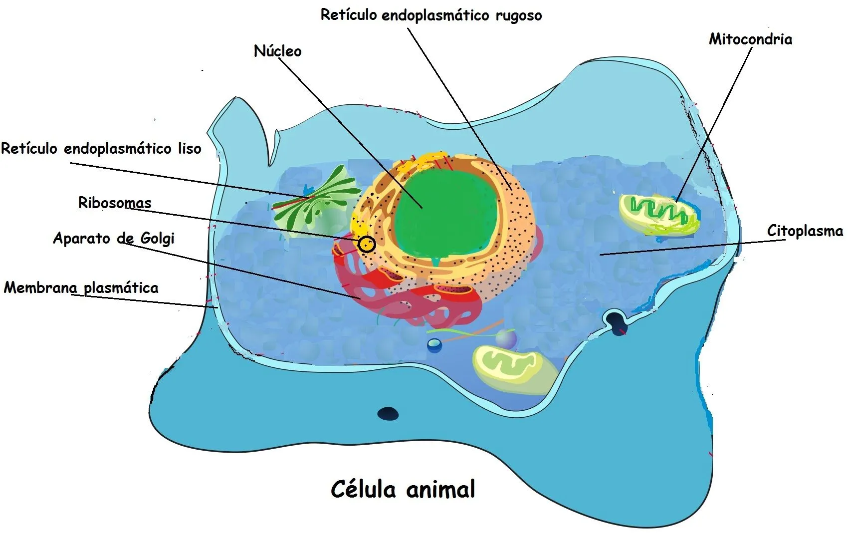 Célula animal - Currículum en línea. MINEDUC. Gobierno de Chile.