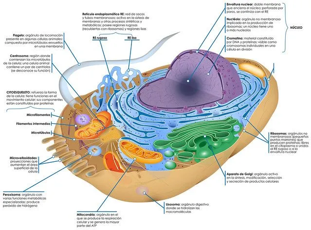 Célula animal español | Flickr - Photo Sharing!