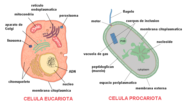 Celula animal facil de dibujar - Imagui