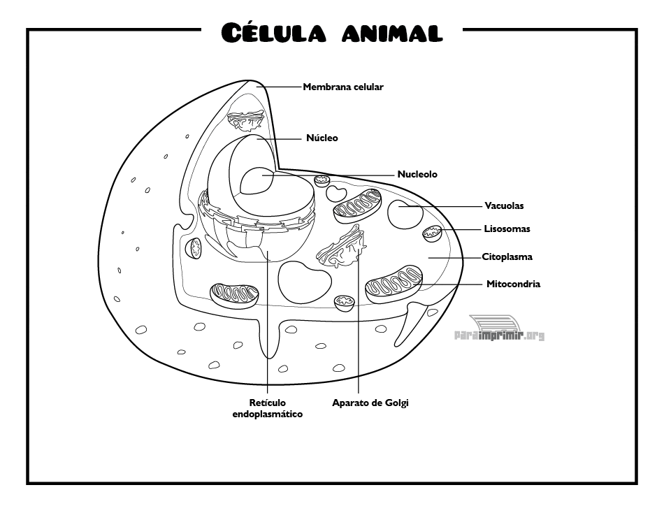 Celula animal para imprimir