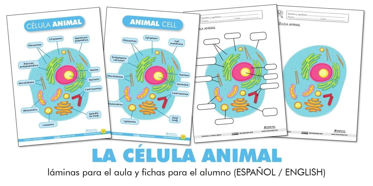 LA CÉLULA ANIMAL: láminas para el aula y fichas para el alumno (ES/EN)