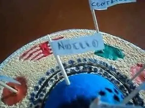 CELULA ANIMAL MAQUETA ESTUDIANTIL - YouTube